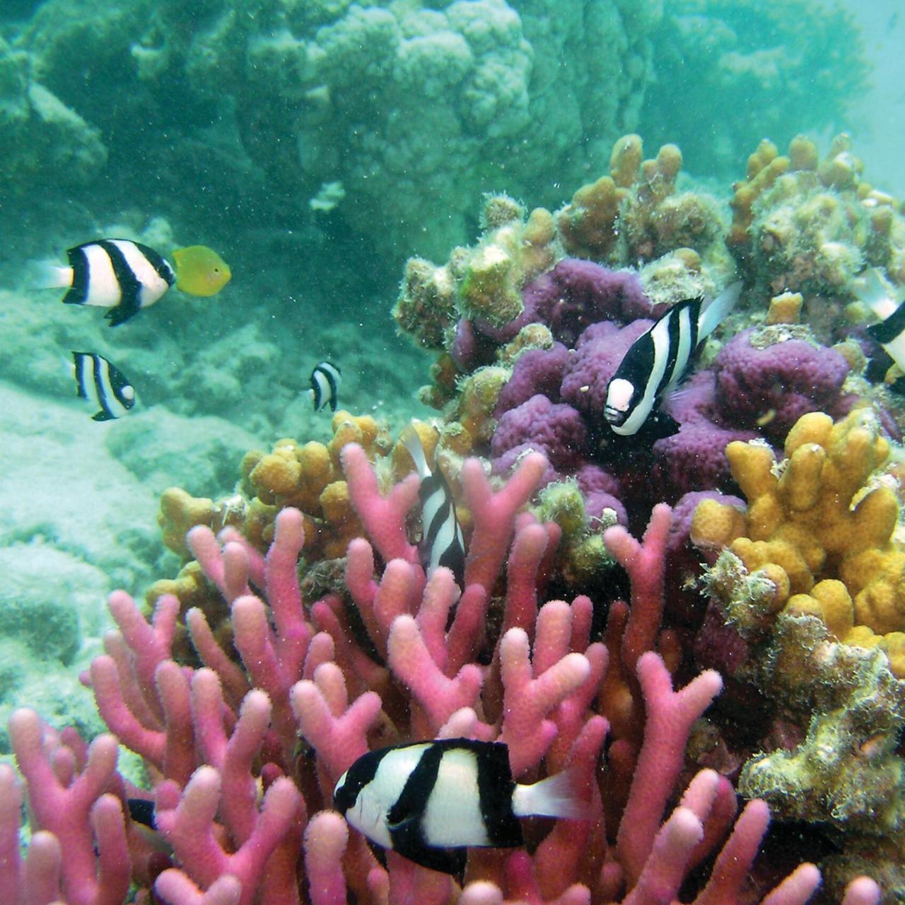 אגנס ווטר Reef Suite מראה חיצוני תמונה